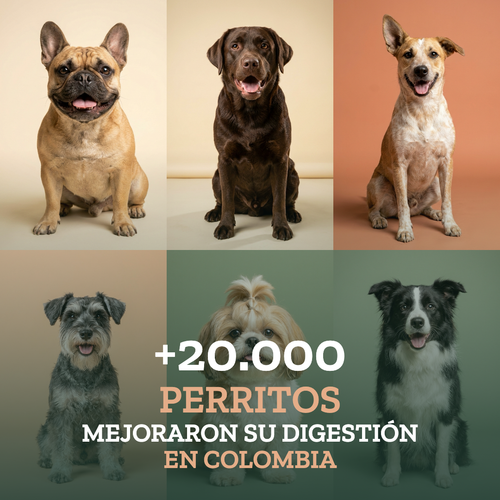 Vinko - Probioticos para tu Mejor Amigo